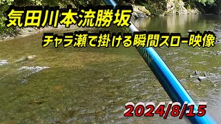 気田川本流勝坂鮎釣り