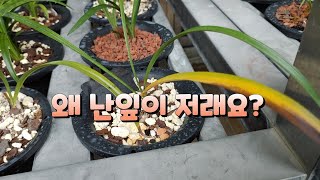 왜 난잎이 마르는걸까요