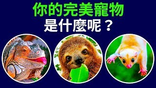 你的性格和哪種寵物最搭呢？