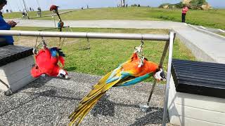 潮境公園巧遇鸚鵡