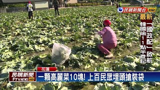 一顆高麗菜10塊隨你摘！上百民眾搶便宜－民視新聞