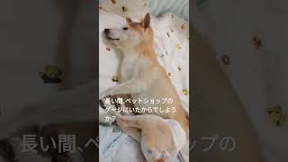 8/17認知症の柴犬くぅです。大変な時もあるけれど…！#柴犬#老犬 #老犬介護 #認知症 #shorts