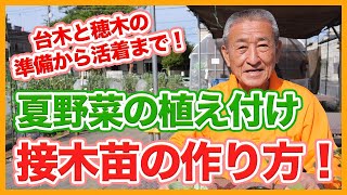 家庭菜園や農園のトマト栽培・ナス栽培・ピーマン栽培など夏野菜の植え付けに使える病害虫に強い接ぎ木苗の作り方！【農園ライフ】