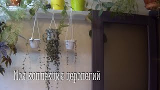 Комнатные цветы. Церопегия Сандерсона. Церопегия Вуда.  Обзор.