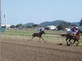 humboldt county fair 2008 ferndale horse racing