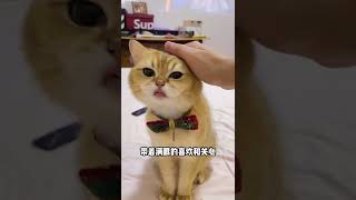 7 为什么要养猫？物质上我养它，精神上它治愈我#治愈猫咪#我的毛孩子能治愈一切不快乐#铲屎官的乐趣#