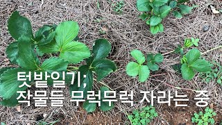 텃밭일기-작물들 무럭무럭 자라는 중