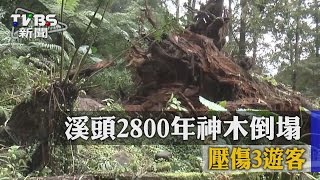 【TVBS】溪頭2800年紅檜神木倒塌　壓傷3遊客