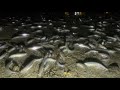 grunion run in southern california educational video