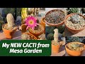 I Ordered #Cactus from Mesa Garden | #mesagarden