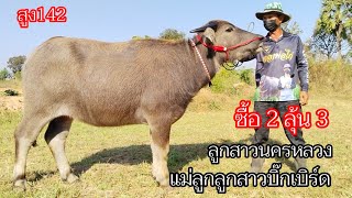 Ep.8 แม่ลูก 2 ลุ้น 3 ลูกสาวบิ๊กเบิร์ด,ลูกสาวนครหลวง สูง142 สนใจ☎️092-6328458.062-9461432