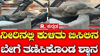 Heat Wave Dog Soaking in Water Tank : ನೀರಿನಲ್ಲಿ ಕುಳಿತು ಬಿಸಿಲಿನ ಬೇಗೆ ತಣಿಸಿಕೊಂಡ ಶ್ವಾನ | Vijayapura