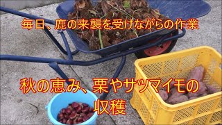 秋の恵み、栗やサツマイモの収穫