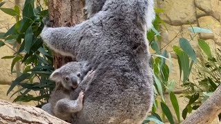 【東山動植物園公式】ホリーの赤ちゃん2（2022.12.3撮影）《 コアラ 》