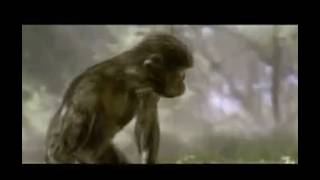 What 6 Million Years of Human Evolution Looks Like in 60 Seconds