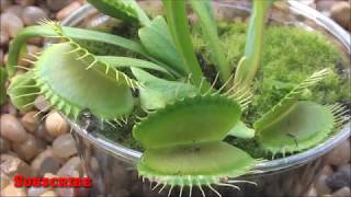 மாமிசம் உண்ணும் தாவரம்/ Venus flytrap