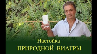 Готовим настойку Якорцев стелющихся (Трибулуса) на зиму. Быстрый рецепт