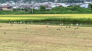 ウェザーリポート動画0929@四国中央市14:40 カラスとシラサギ