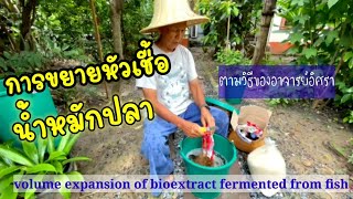 การขยายหัวเชื้อน้ำหมักปลา ตามวิธีของอาจารย์อิศรา  volume expansion of bioextract fermented from fish