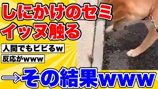 【2ch動物スレ】しにかけのセミをイッヌが触った結果が面白すぎたwwww