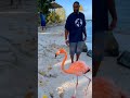 Aruba's Best Attraction #aruba #viral #shorts #youtubeshorts #flamingo #fyp #beachlife beach