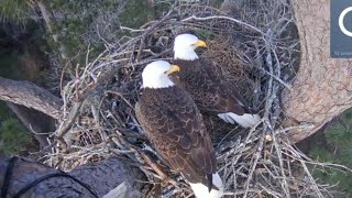 Eagle male brings stick and female arrive to help him | Kisatchie National Forest | Jan 25, 2025