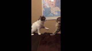 子猫姉妹のかわいい喧嘩Cute fights of kitten sisters #Shorts