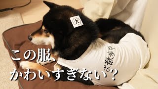 おしゃれ洋服を着せてみた♪イヌ用のウェアブランド【Howly】