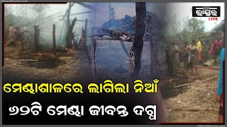 ବିଦ୍ୟୁତ ସର୍ଟ ସର୍କିଟ ଯୋଗୁଁ ମେଣ୍ଢାଶାଳରେ ଅଗ୍ନିକାଣ୍ଡ ଘଟି ୬୨ଟି ମେଣ୍ଢା ଜୀବନ୍ତ ଦଗ୍ଧ...