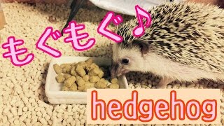 ごはんの時間♪ハリネズミの食事Hedgehog