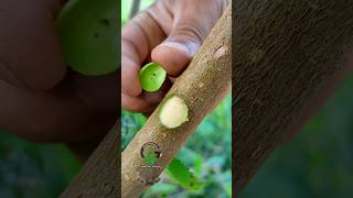 New budding technique of fruit trees #satisfying