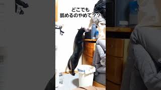 いつから錯覚していた？猫が常に猫背だと。#ねこ #かわいい #shorts