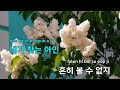 내가 찾는 아이 들국화 ky.63657 ky karaoke