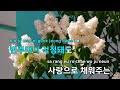 내가 찾는 아이 들국화 ky.63657 ky karaoke