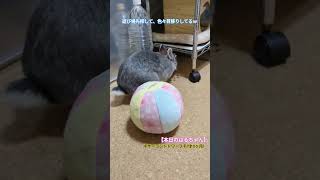 #うさぎ 娘【うさぎ🐇】のご機嫌取りはチョロいです✨ #rabbit #bunny #ペット