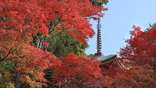 燃える赤、仏塔を縁取る　神戸市北区・石峯寺