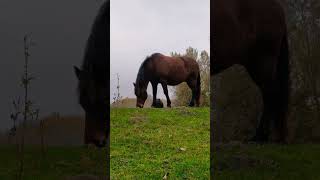 Hutsul horse on the hill / Dombon legelő hucul ló