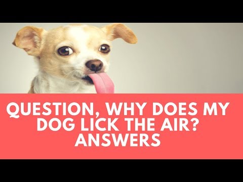Question, Why Does My Dog Lick the Air? Answers Question, Why Does My Dog Lick the Air? Answers