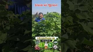 મેળામાં જાવું તો જાવ ઉપાડી ન કરતા l કપાસ ના પાક માં એક જ દવા અને તમામ જીવાત સાફ #khetikasagar