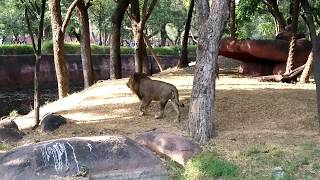 Lion at Hyderabad Zoo park