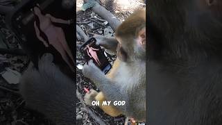 monkey tik tok is very funny animal😂 #monkey #animals #funny