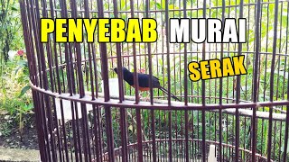 Penyebab murai batu serak setelah jemur dan mabung