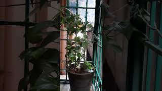 మనీ ప్లాంట్ (money plant)#song #garden #gardenflowers #gardenplants #love #song