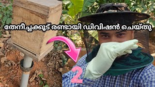 Honeybee colony divsion | തേനീച്ച കൂട് പിരിച്ചു രണ്ട് കൂടാകുന്നത് കാണാം #beekeeping #farming #work