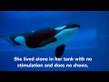 kiska the killer whale. story