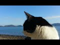 猫島 カリカリを喜んで食べる島の野良猫