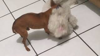 Pinscher vs Poodle | UFC