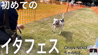 【イタフェス】こもれび森のイバライド　茨城　稲敷　イタリアングレーハウンド　ペロ　愛犬家