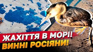 Катастрофа на роки! Через росіян мазутні плями забруднили Чорне море і загрожують Азовському!