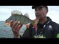 🎣 perch pro 4 cwc fishing team compilation 🎥 vissen op roofvis perch fishing baars vissen 51